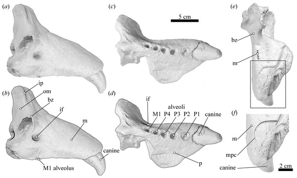 USNM 375734 in lateral, ventral, and dorsal views.
