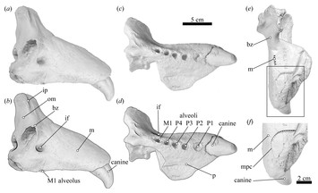 Extreme dispersal or human-transport? The enigmatic case of an ...