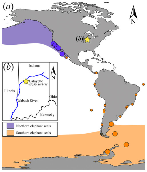 Map showing the extant elephant seals distribution ranges in the Americas and adjacent areas and detail of the geographic location where USNM 375734 was found.