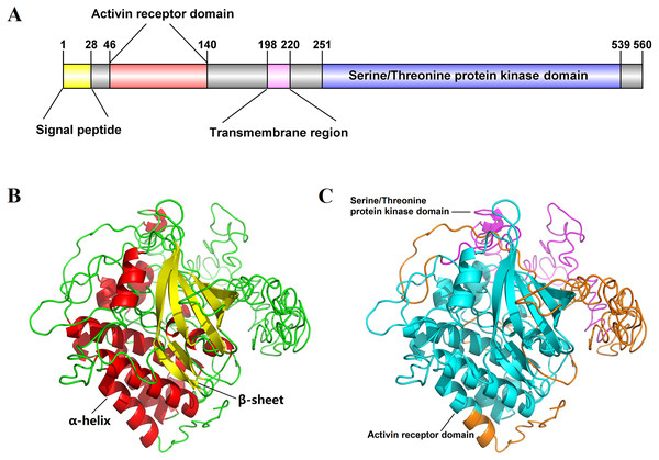 Schematic diagram for structure prediction of Es-ActRIIB.