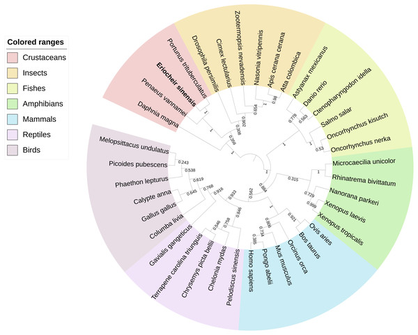 Phylogenetic tree based on ActRIIB protein sequences.