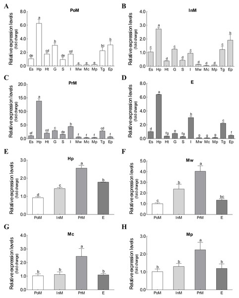 The expression profiles and comparison of Es-ActRIIB in different tissues and molting stages.