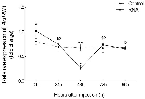 The interference efficiency of designed Es-ActRIIB dsRNA.