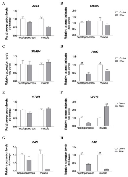 Expression changes of target genes after RNAi on Es-ActRIIB.