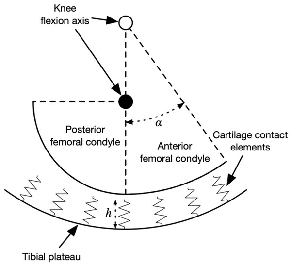 Diagram of knee contact mechanics model in the sagittal plane.