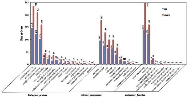 Gene ontology (GO) categories of differentially expressed genes (DEGs) between the aborted and normal pistils.