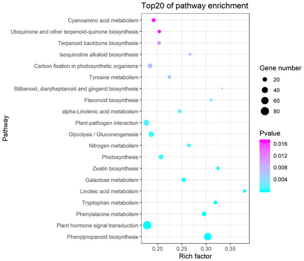 Kyoto Encyclopedia of Genes and Genomes (KEGG) pathway enrichment of differentially expressed genes (DEGs) between the aborted and normal pistils.