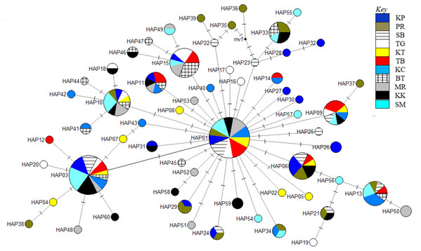 Haplotype network diagram inferred from the ND5 gene.