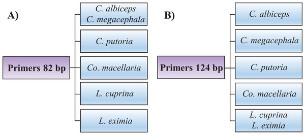 Flowchart showing species identification of blowflies using each of the HRM primers proposed, (A) 82 bp amplicon and (B) 124 bp amplicon.