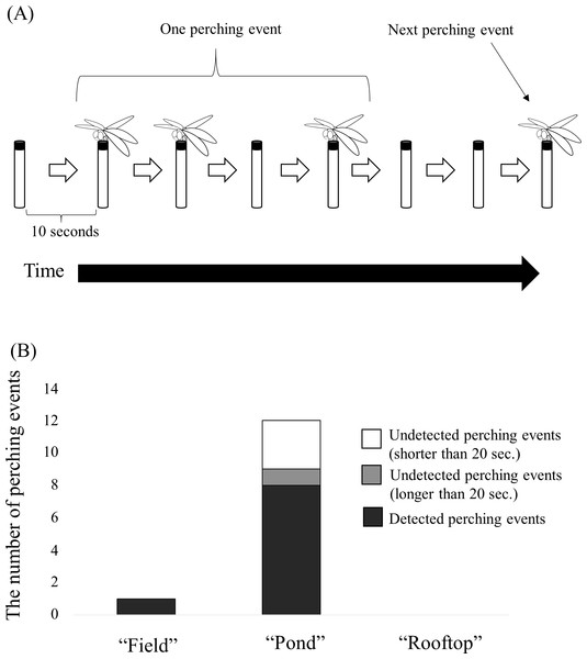 (A) Schema of a “perching event” extracted from a movie captured by the time-lapse camera for validation. (B) Number of perching events automatically detected by the camera trap at each site.