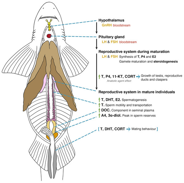 General model of the endocrinology of male chondrichthyans in terms of steroid hormones and reproductive biology.