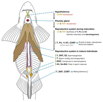 Steroid hormones and chondrichthyan reproduction: physiological