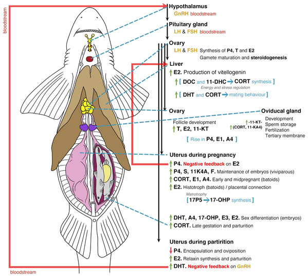 General model of the endocrinology of female chondrichthyans in terms of steroid hormones and reproductive biology.
