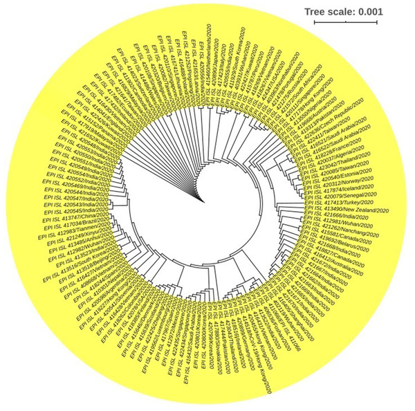 Phylogenetic tree of SARS-CoV-2.