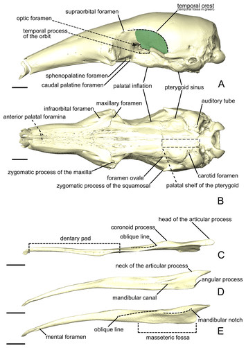 Comparative masticatory myology in anteaters and its implications for ...