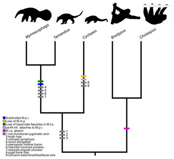 Comparative masticatory myology in anteaters and its implications for ...