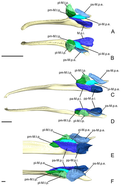 The M. pterygoideus and M. temporalis profundus muscle complexes of C. didactylus (A, B), T. tetradactyla (C, D), and M. tridactyla (E, F) in lateral (A, C, E) and dorsal (B, D, F).