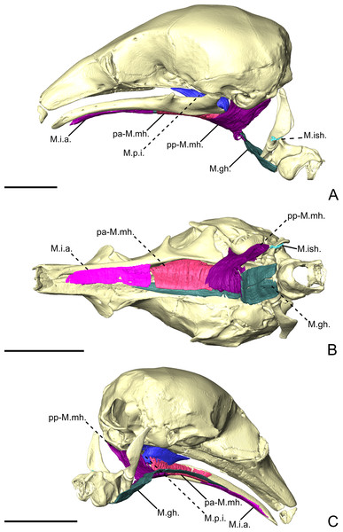 The intermandibular musculature, M.geniohyoideus, and M. pterygoideus internus of C. didactylus in lateral (A), ventral (B), and posteromedial (C) view.