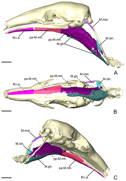 The intermandibular musculature, M. geniohyoideus, M. interstylohyoideus, and M. mastostyloideus of T. tetradactyla in lateral (A), ventral (B), and posteromedial (C) view.