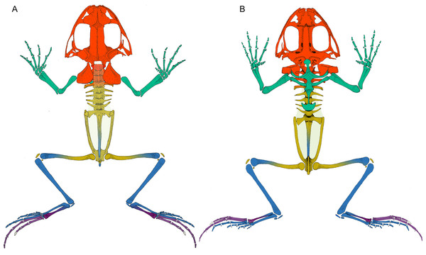Leptodactylus latinasus skeleton with the pieces colored according to network modules.