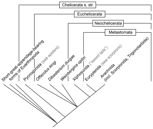 Coarse phylogenetic overview of the groups discussed in this article.