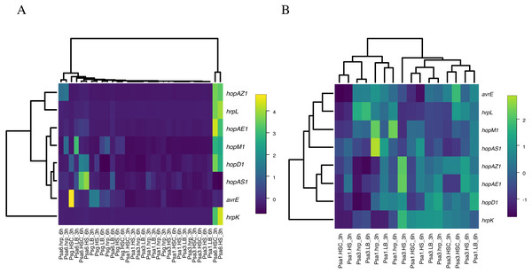 Heat map constructed from the expression levels of virulence genes of Psa6, Psa1, Psa3, and Psg under each culture condition.