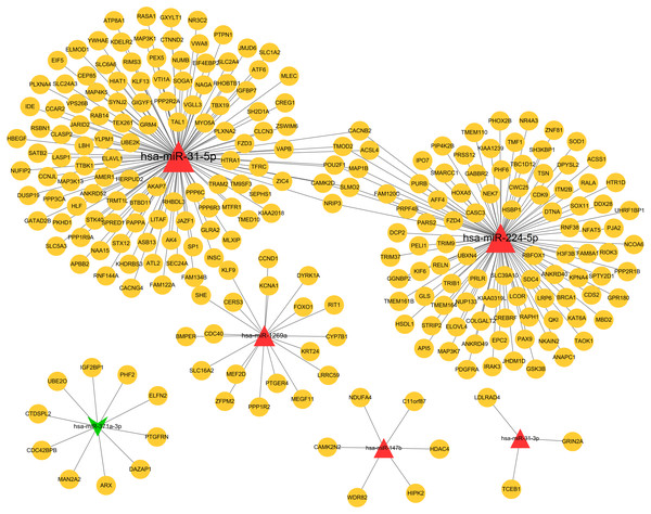 The miRNA-target genes regulatory network.