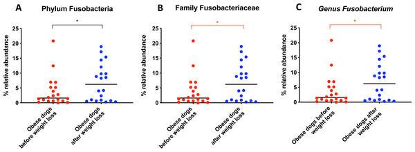 Relative abundance of bacterial populations belonging to the phylum Fusobacteria detected in fecal samples of obese dogs that changed after weight loss.