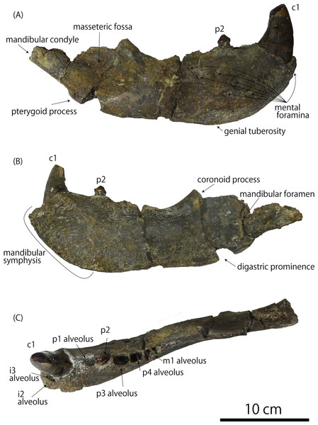Right mandibular fossil of Eumetopias jubatus (GKZ-N 00001).