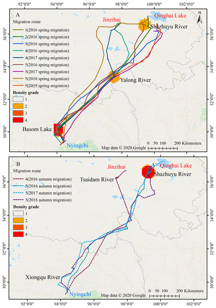 Migration routes of the Nyingchi-Qinghai black-necked crane population.