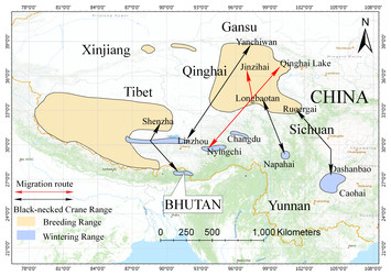 Satellite tracking reveals a new migration route of black-necked cranes ...