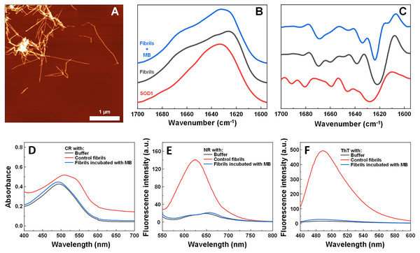Effect of MB on SOD1 fibril morphology and FTIR spectra.