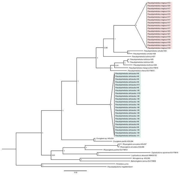 Bayesian phylogenetic tree based on partial sequences of COI gene, showing the phylogenetic position of Pseudopimelodus magnus and P. atricaudus within Pseudopimelodidae.