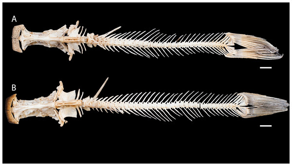Dried skeletons of Pseudopimelodus magnus, paratype, IMCN 8265, 213.7 mm SL (A) and P. atricaudus, paratype, IMCN 8266, 203.5 mm SL (B).