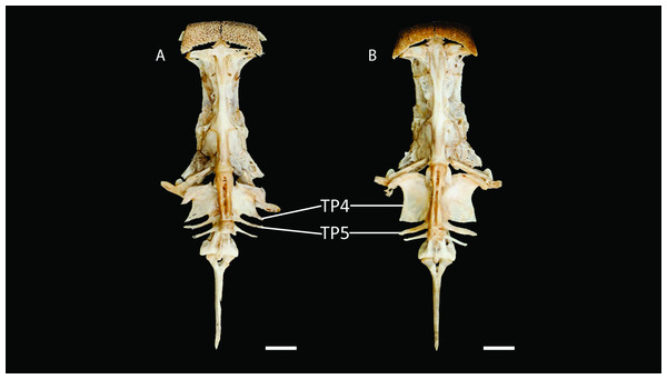 Neurocranium and Weberian complex in ventral view of Pseudopimelodus magnus, paratype, IMCN 8265, 213.7 mm SL (A) and P. atricaudus, paratype, IMCN 8266, 203.5 mm SL (B).