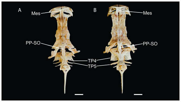 Neurocranium and Weberian complex in dorsal view of Pseudopimelodus magnus, paratype, IMCN 8265, 213.7 mm SL (A) and P. atricaudus, paratype, IMCN 8266, 203.5 mm SL (B).