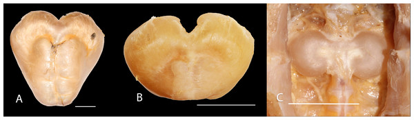 Gas bladder in ventral view of Pseudopimelodus magnus, IMCN 8939, 361 mm SL (A), P. atricaudus, IMCN 4196, 104.1 mm SL (B) and P. bufonius, Vaupés IMCN 8230, 137.4 mm SL (C).
