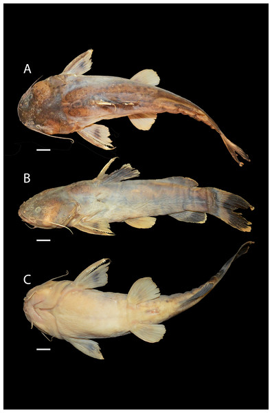 Pseudopimelodus atricaudus, holotype, CIUA 5141, 143.7 mm SL, Colombia, Sucre, Magdalena River basin, Cauca River in Guaranda.