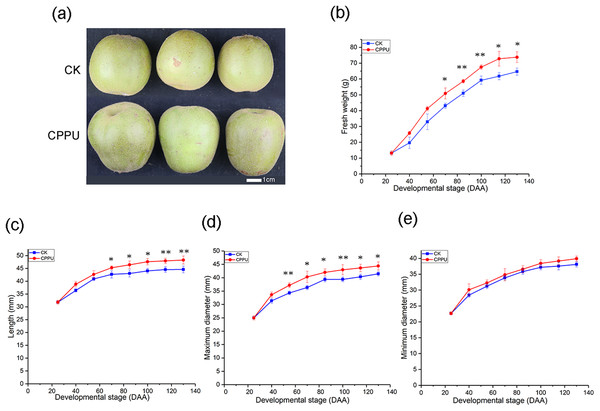 Effects of CPPU on the size (A), fresh weight (B), length (C), maximum diameter (D), minimum diameter (E) of ‘Honyang’ Kiwifruit.