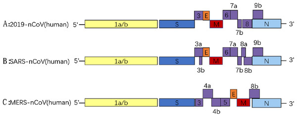 The genome organizations of 2019-nCoV (A), SARS-CoV (B) and MERS-CoV (C).