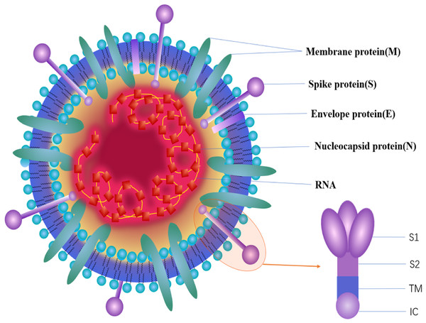 The structure of the coronavirus.