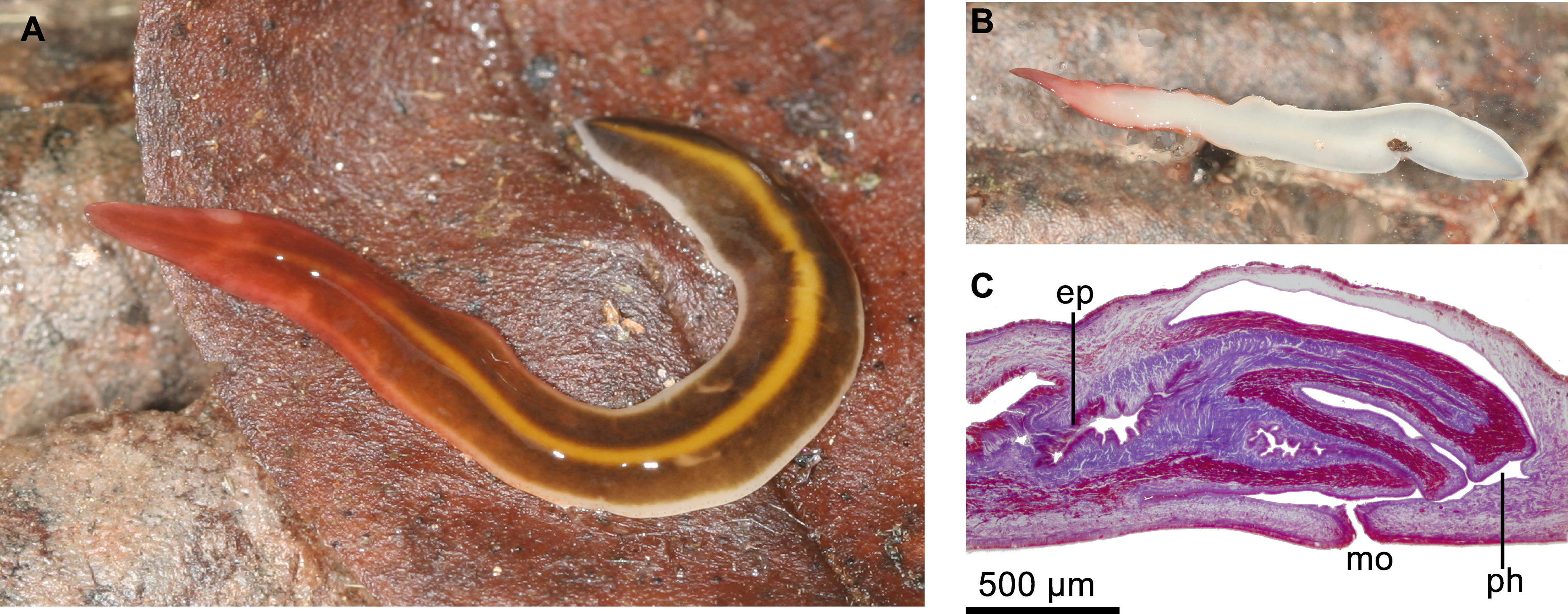 Five new pseudocryptic land planarian species of Cratera ...