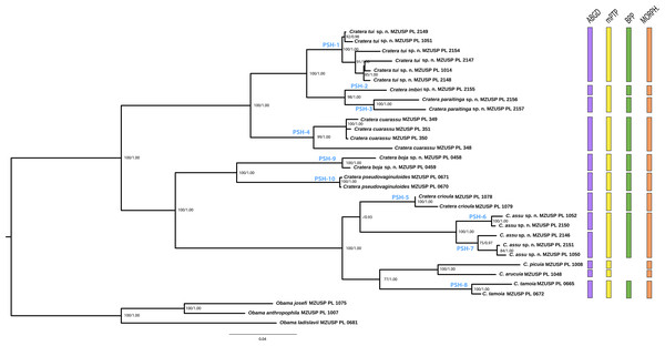 Phylogenetic tree showing the molecular results.