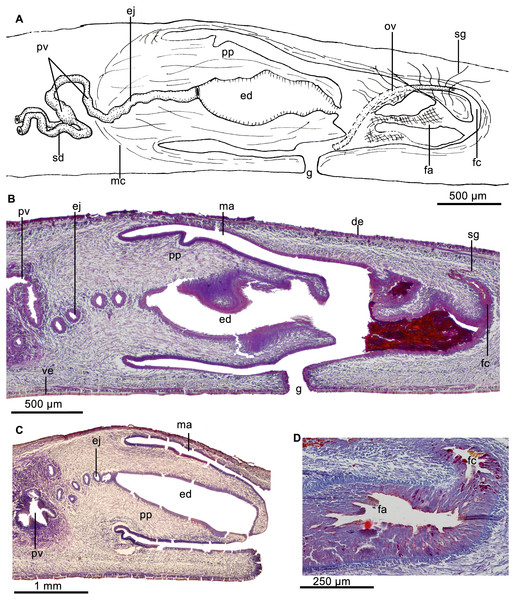 Cratera assu sp. n. morphological details.