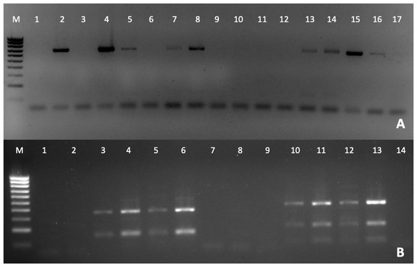 PCR diagnosis of P. olseni infection.