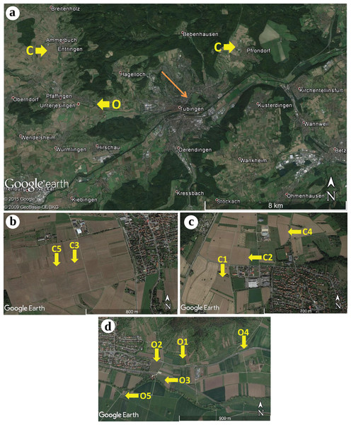 Geographic locations of the sampling sites of winter wheat (Triticum aestivum) around Tübingen (Germany), including two conventional farming sites.
