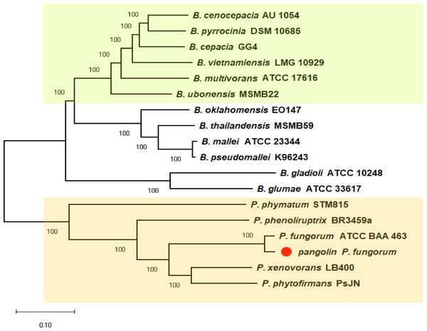 A core-genome SNP-based phylogenetic tree of pangolin Pf and closely related members of the Burkholderiales.