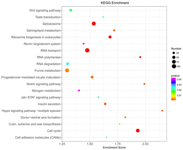 KEGG pathway enrichment analysis of differentially expressed genes (DEGs).