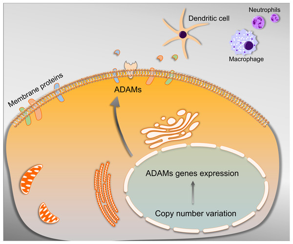 Schematic representation of the mechanism underlying that ADAMs family members were able to cleave cell membrane proteins under the mediation of CNV, which contributed to releasing substrates for advancing the tumor immune infiltration.