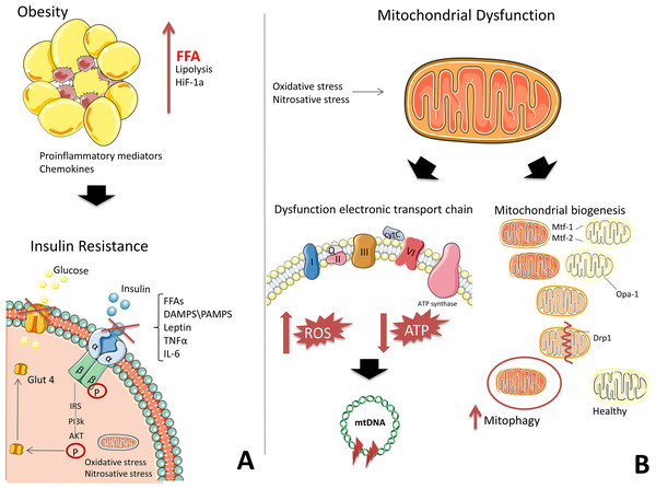 The development of mitochondrial dysfunction and insulin resistance on the background of obesity.